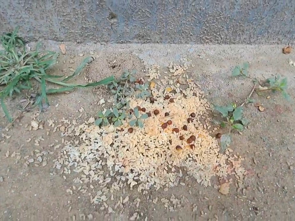 कटिहार: मिड-डे मील में मरी छिपकली मिलने से हड़कंप