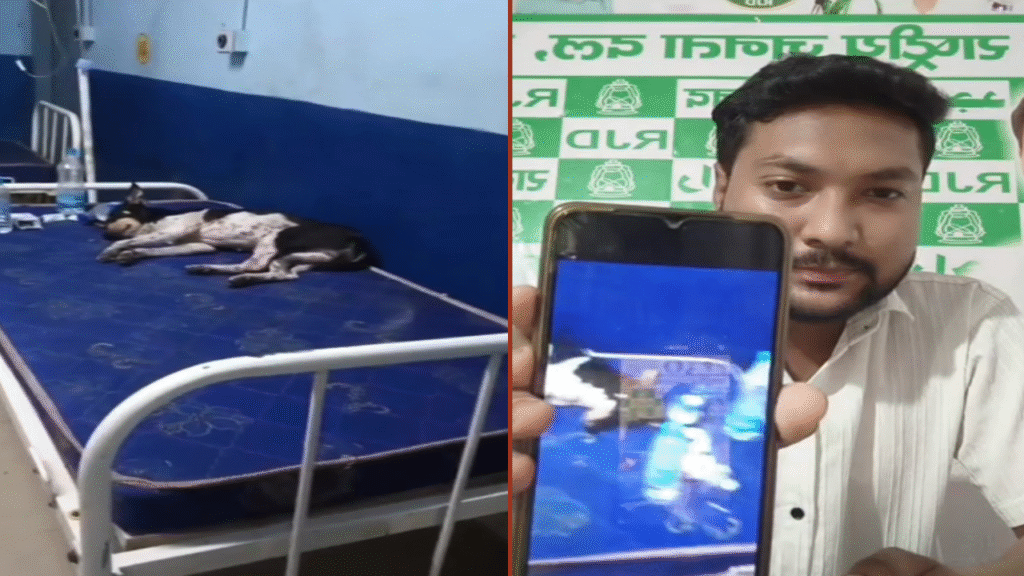मरीज की जगह बेड पर आराम कर रहा कुत्ता, संक्रमण का खतरा बढ़ा
