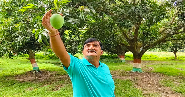 कटिहार के किसान ने उगाया ‘मोदी आम', स्वाद और सम्मान का संगम
