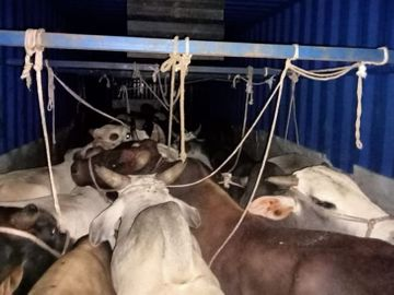 किशनगंज में गौ तस्करी का पर्दाफाश: ट्रक से 70 गौवंश बरामद