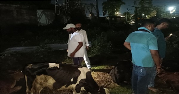 किशनगंज में गौ तस्करी का पर्दाफाश: ट्रक से 70 गौवंश बरामद