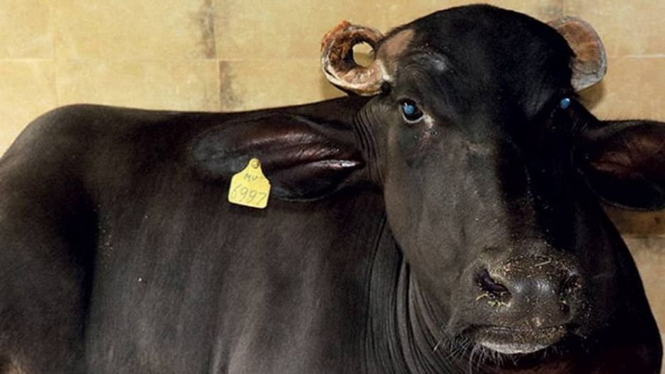 किशनगंज में 28 भैंसों के साथ तीन तस्कर गिरफ्तार