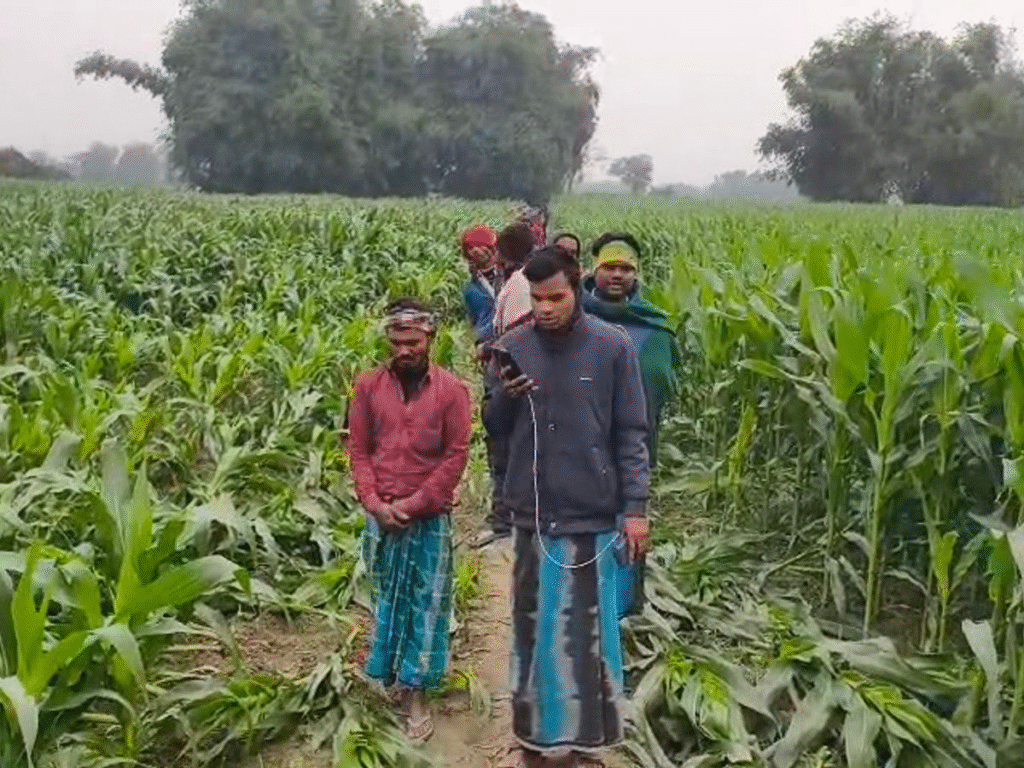 कटिहार में किसान की मक्का फसल तबाह