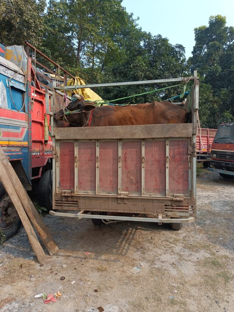 कोचाधामन में मवेशी तस्करी का भंडाफोड़, 16 पशु मुक्त