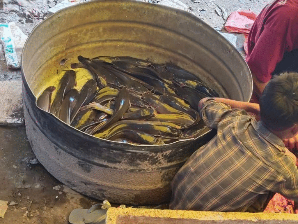 पूर्णिया में 4 टन प्रतिबंधित थाई मांगुर मछली बरामद