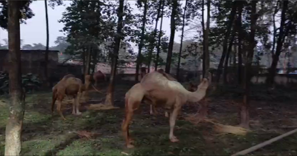 किशनगंज में ‘ऊँट एक्सप्रेस’ का खुलासा: ट्रक से 12 ऊँट बरामद