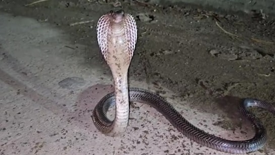 किशनगंज में सर्पदंश से 15 वर्षीय किशोरी की मौत