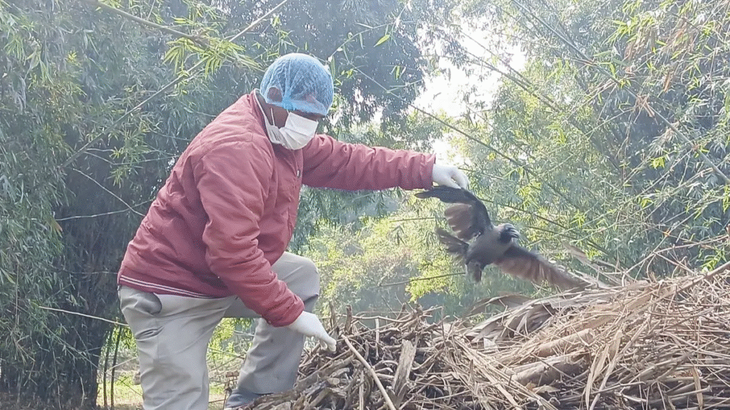 कटिहार में कौवों की संदिग्ध मौत से हड़कंप