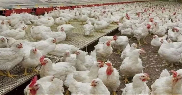 किशनगंज में मुर्गियों की अचानक मौत से दहशत