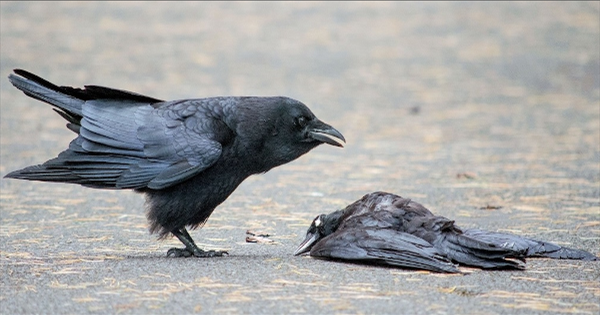 कटिहार में कौवों की संदिग्ध मौत से हड़कंप