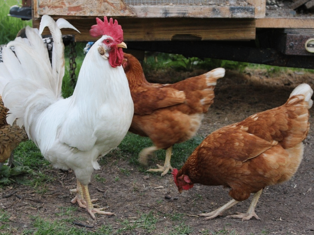 किशनगंज में मुर्गियों की अचानक मौत से दहशत