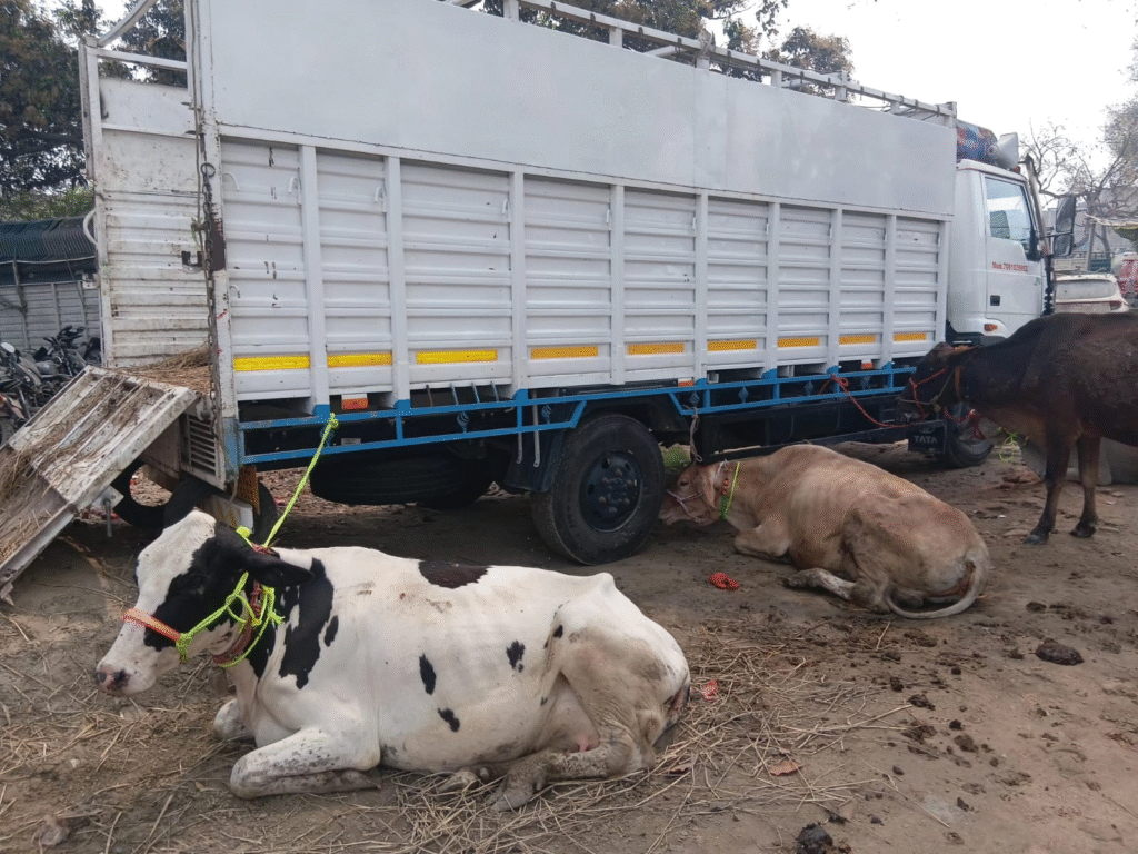 कटिहार में पशु तस्करी पर पुलिस की बड़ी कार्रवाई