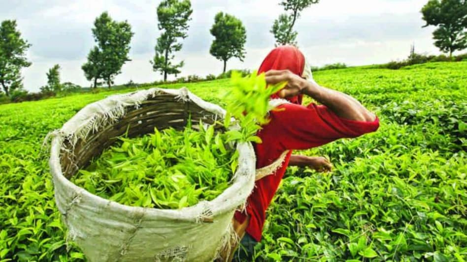 किशनगंज में चाय बगान पर कब्जे और रंगदारी का आरोप, पुलिस जांच में जुटी