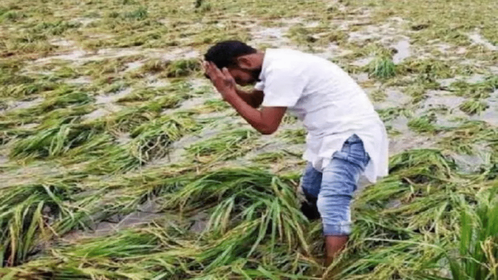 तूफान से तबाह फसलें, अररिया के किसानों को राहत की उम्मीद