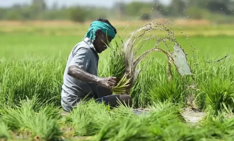 तूफान से तबाह फसलें, अररिया के किसानों को राहत की उम्मीद