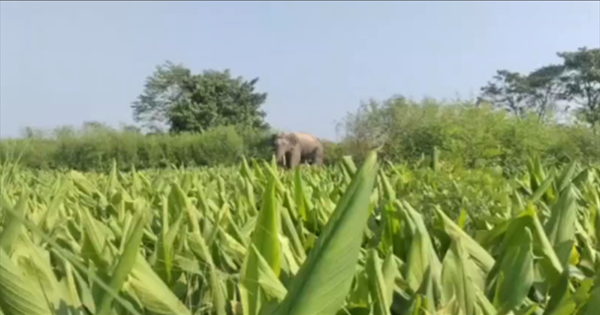 किशनगंज हाथी हमला: किशनगंज में जंगली हाथियों का आतंक, बच्चे समेत दो घायल; धान की फसल रौंदी, गांव में दहशत