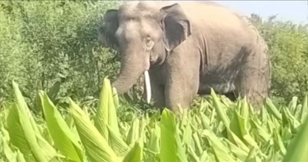 किशनगंज हाथी हमला